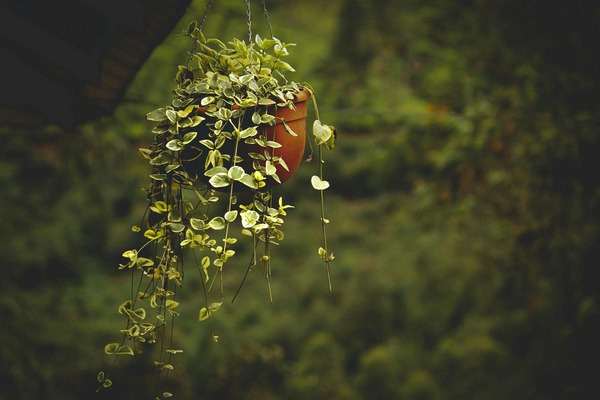 Creating a Relaxing Balcony Oasis with Flower Pots and Hanging Plant Holders