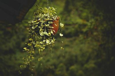 Creating a Relaxing Balcony Oasis with Flower Pots and Hanging Plant Holders
