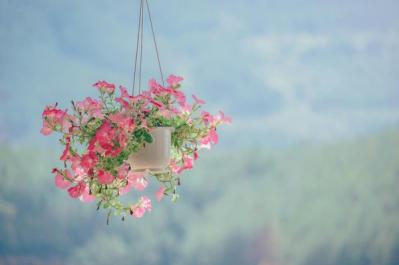 Creative Ideas for Displaying Plants with Flower Pots and Hanging Plant Holders